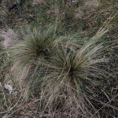 Nassella trichotoma (Serrated Tussock) at The Fair, Watson - 15 Jun 2024 by waltraud