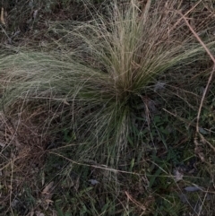 Nassella trichotoma (Serrated Tussock) at Watson, ACT - 15 Jun 2024 by waltraud