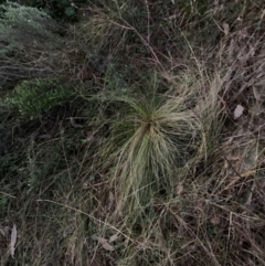 Nassella trichotoma at Mount Majura - 15 Jun 2024 05:14 PM