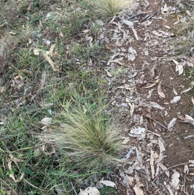 Nassella trichotoma (Serrated Tussock) at Mount Ainslie - 16 Jun 2024 by waltraud