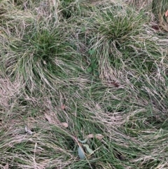 Nassella neesiana (Chilean Needlegrass) at Mount Ainslie - 16 Jun 2024 by waltraud