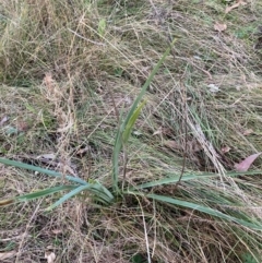 Dianella sp. aff. longifolia (Benambra) (Pale Flax Lily, Blue Flax Lily) at Mount Ainslie - 16 Jun 2024 by waltraud