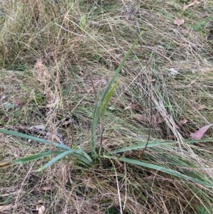 Dianella sp. aff. longifolia (Benambra) at Mount Ainslie - 16 Jun 2024