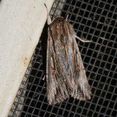 Persectania dyscrita (Inland Armyworm) at Freshwater Creek, VIC - 30 Jan 2023 by WendyEM