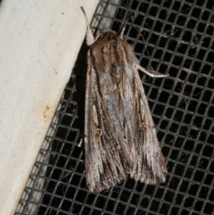 Persectania dyscrita at WendyM's farm at Freshwater Ck. - 30 Jan 2023 10:45 PM