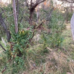 Lonicera japonica at Mount Ainslie - 16 Jun 2024