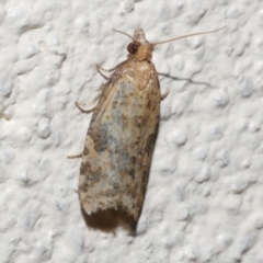 Capua (genus) (A Tortricid moth (Tortricinae)) at Freshwater Creek, VIC - 30 Jan 2023 by WendyEM