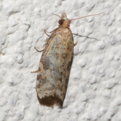 Capua (genus) (A Tortricid moth (Tortricinae)) at Freshwater Creek, VIC - 30 Jan 2023 by WendyEM