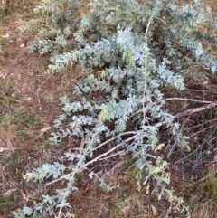 Acacia baileyana (Cootamundra Wattle, Golden Mimosa) at Mount Ainslie - 16 Jun 2024 by waltraud