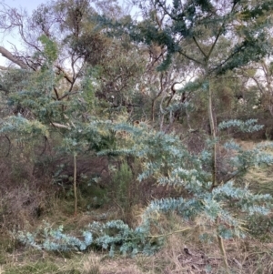 Acacia baileyana at Mount Ainslie - 16 Jun 2024