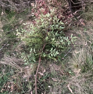 Nandina domestica at Mount Ainslie - 16 Jun 2024 05:07 PM