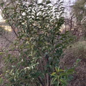 Ligustrum lucidum at Mount Ainslie - 16 Jun 2024 05:07 PM