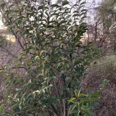 Ligustrum lucidum (Large-leaved Privet) at Hackett, ACT - 16 Jun 2024 by waltraud