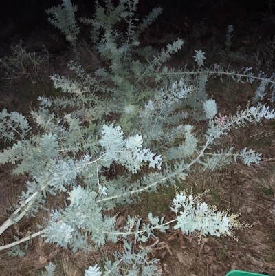 Acacia baileyana (Cootamundra Wattle, Golden Mimosa) at Hackett, ACT - 16 Jun 2024 by waltraud