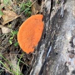 Trametes coccinea (Scarlet Bracket) at Mount Majura - 17 Jun 2024 by waltraud