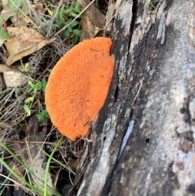 Trametes coccinea (Scarlet Bracket) at The Fair, Watson - 17 Jun 2024 by waltraud