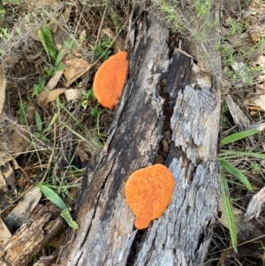 Trametes coccinea at The Fair, Watson - 17 Jun 2024