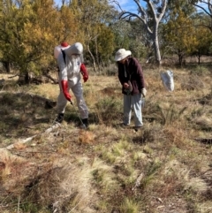 Nassella trichotoma at Mount Majura - 17 Jun 2024