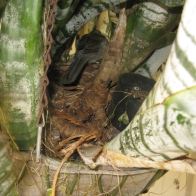 Colluricincla harmonica (Grey Shrikethrush) at WendyM's farm at Freshwater Ck. - 15 Jan 2023 by WendyEM