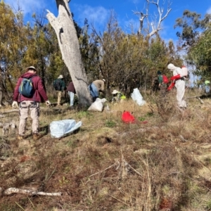 Nassella trichotoma at Mount Majura - 17 Jun 2024