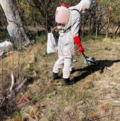 Nassella trichotoma at Mount Majura - 17 Jun 2024