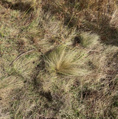 Nassella trichotoma (Serrated Tussock) at Mount Majura - 17 Jun 2024 by waltraud