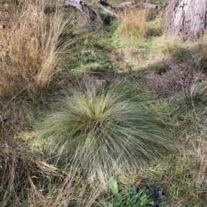 Nassella trichotoma at Mount Majura - 17 Jun 2024