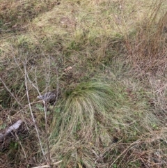 Nassella trichotoma at Mount Majura - 17 Jun 2024