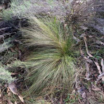 Nassella trichotoma (Serrated Tussock) at The Fair, Watson - 17 Jun 2024 by waltraud