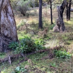 Echium plantagineum (Paterson's Curse) at Mount Majura - 17 Jun 2024 by waltraud