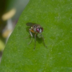 Hydrellia sp. (genus) (Lawn or Pasture Fly) at WendyM's farm at Freshwater Ck. - 1 Jan 2023 by WendyEM