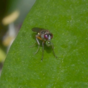 Hydrellia sp. (genus) at WendyM's farm at Freshwater Ck. - 1 Jan 2023 09:17 AM