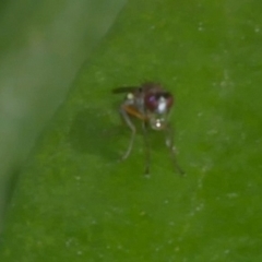 Hydrellia sp. (genus) at WendyM's farm at Freshwater Ck. - 1 Jan 2023 09:17 AM