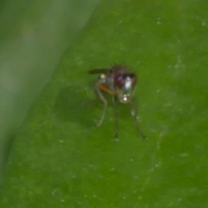 Hydrellia sp. (genus) at WendyM's farm at Freshwater Ck. - 1 Jan 2023 09:17 AM