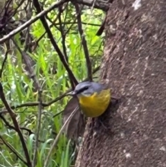 Eopsaltria australis (Eastern Yellow Robin) at Fingal Bay, NSW - 17 Jun 2024 by Jillw