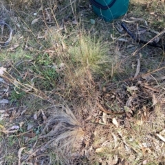 Nassella trichotoma (Serrated Tussock) at Watson, ACT - 17 Jun 2024 by waltraud