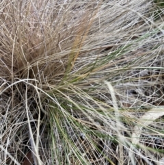 Nassella trichotoma (Serrated Tussock) at Mount Majura - 17 Jun 2024 by waltraud