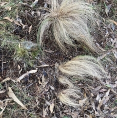 Nassella trichotoma (Serrated Tussock) at The Fair, Watson - 17 Jun 2024 by waltraud