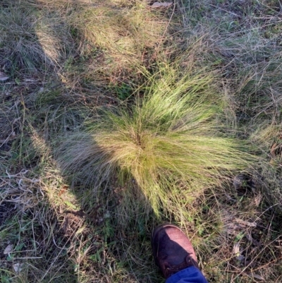 Nassella trichotoma (Serrated Tussock) at Mount Majura - 17 Jun 2024 by waltraud