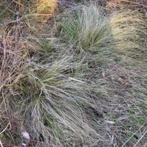 Nassella trichotoma at Mount Majura - 17 Jun 2024