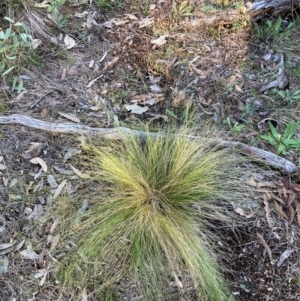 Nassella trichotoma at Mount Majura - 17 Jun 2024