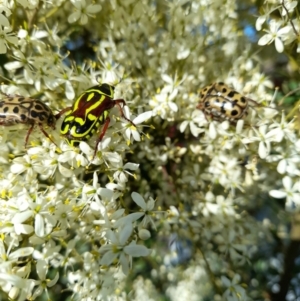 Eupoecila australasiae at Taylor, ACT - 18 Jan 2024