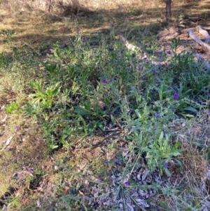 Echium plantagineum at Mount Majura - 17 Jun 2024