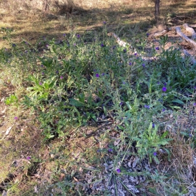 Echium plantagineum (Paterson's Curse) at Watson, ACT - 17 Jun 2024 by waltraud