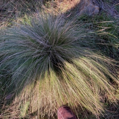 Nassella trichotoma (Serrated Tussock) at Watson, ACT - 17 Jun 2024 by waltraud