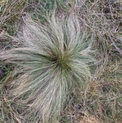 Nassella trichotoma (Serrated Tussock) at Mount Majura - 17 Jun 2024 by waltraud