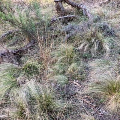 Nassella trichotoma (Serrated Tussock) at Mount Majura - 17 Jun 2024 by waltraud