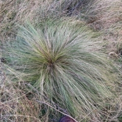 Nassella trichotoma (Serrated Tussock) at Watson, ACT - 17 Jun 2024 by waltraud