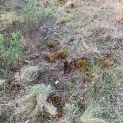 Nassella trichotoma (Serrated Tussock) at Watson, ACT - 17 Jun 2024 by waltraud