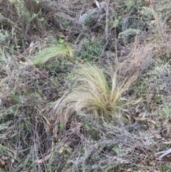 Nassella trichotoma at Mount Majura - 17 Jun 2024